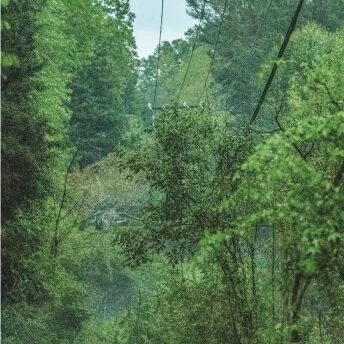 Overgrown trees are shown