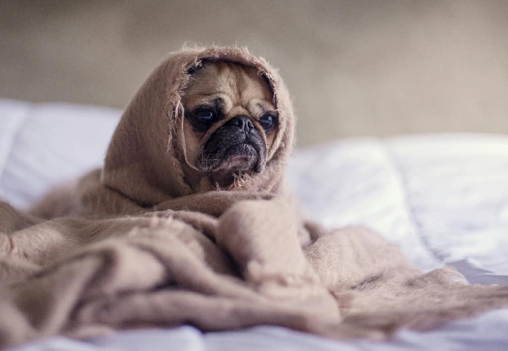 A pug wrapped in a soft beige blanket sits on a white surface, appearing cozy and snug, with a thoughtful expression.