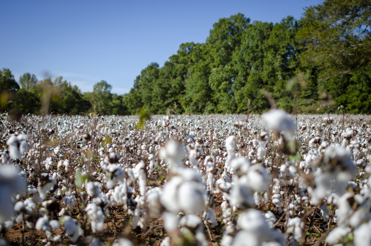 A field full of cotton is pictured against a clear blue sky background.