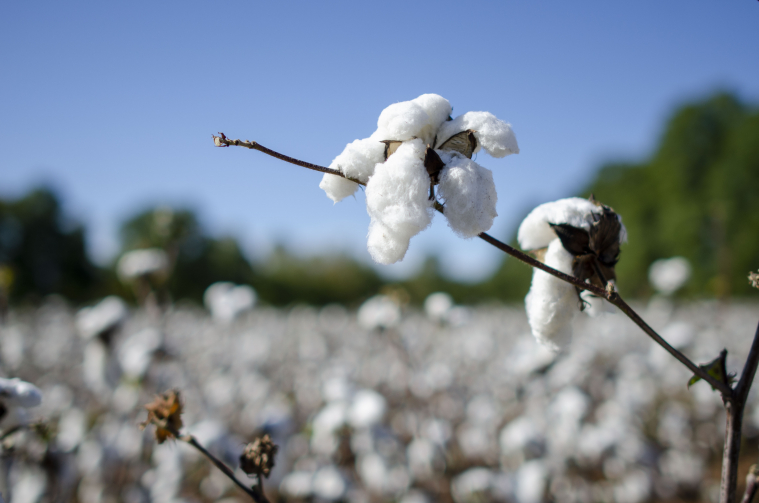 A plant loaded with cotton is shown against a bright blue sky.