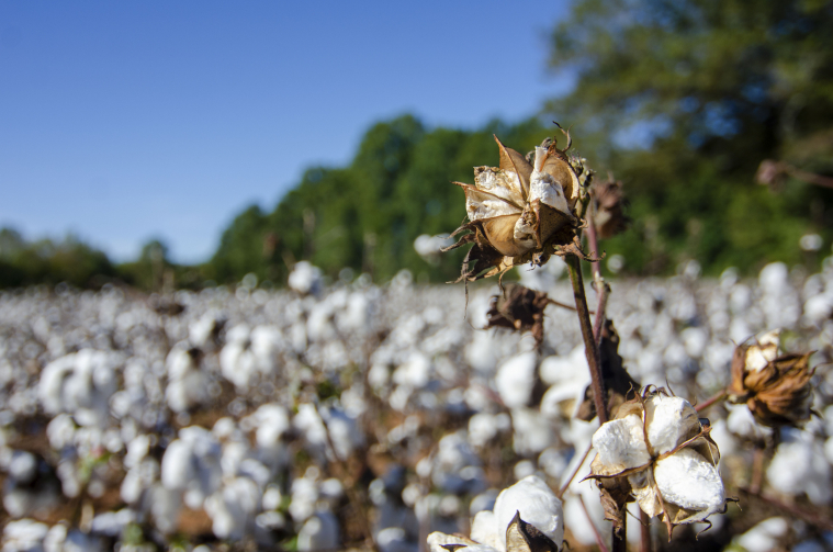 A field of cotton ready to be harvested is pictured.