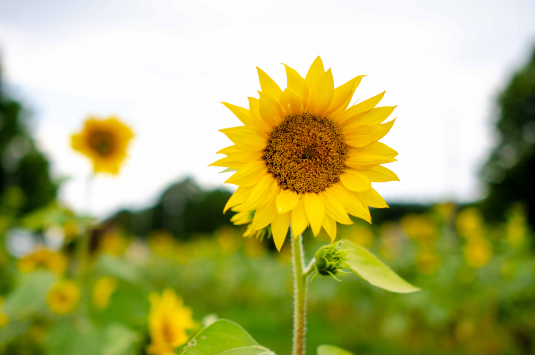 Bright yellow sunflowers are shown in a field.