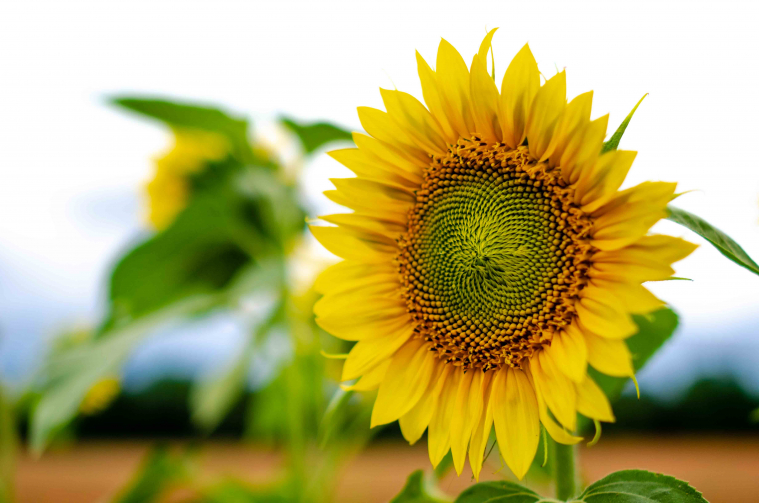 A single sunflower is pictured in close-up.