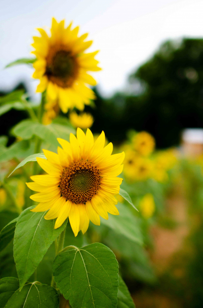 A group of bright sunflowers are shown across a field.