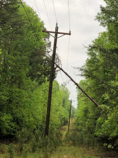 Tall pine tree leaning at an angle on power lines