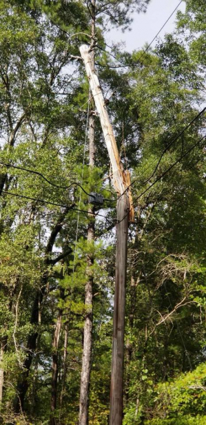 Leaning, splintered, electric utility pole surrounded by trees