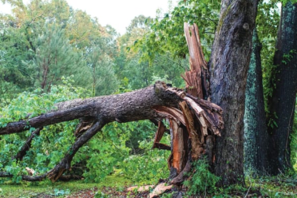 Downed tree following a storm photo